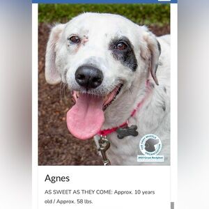 Mostly Mutts Donation 🐾🐶❤️